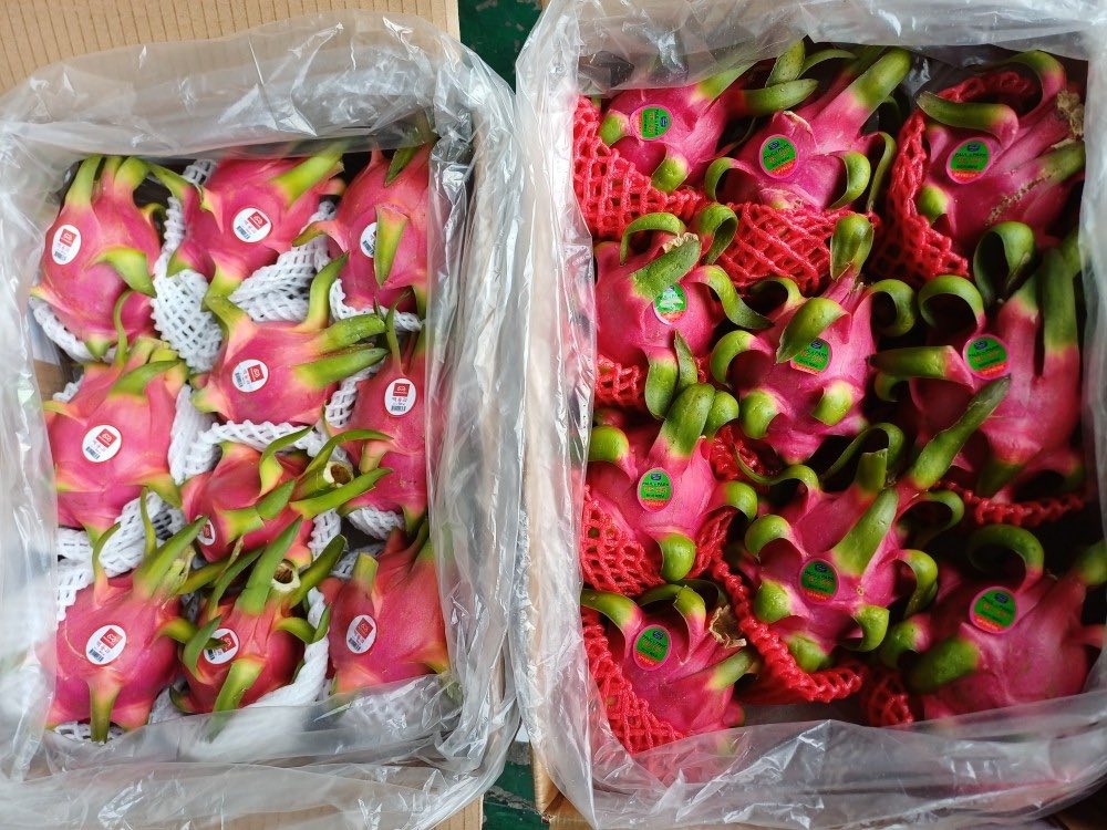Dragon Fruit